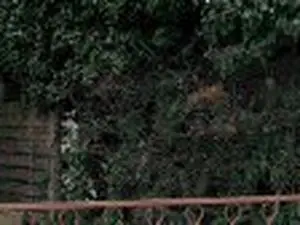 Seauve Michael