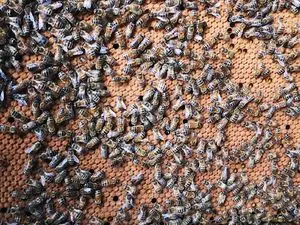 APIBOUGNAT