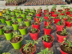 LES SERRES DE NAILLY L'INSTANT NATURE