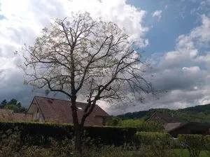 L'Ecureuil de vos jardins