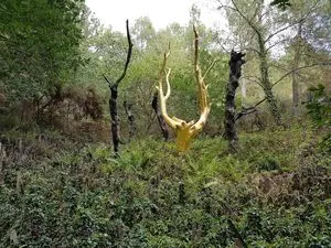 Forêt de Brocéliande