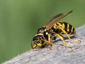 JNJ Désinsectisation - Dératiseur Calvados | Élimination Nids Guêpes Frelons Fourmis Mouches 14 Lisieux Orbec Livarot