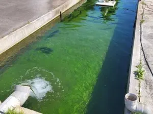Sarl Remon Pisciculture