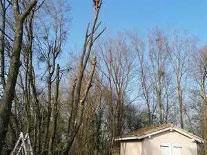 Dombes Elagage