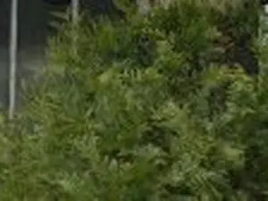 Orgelet Services Maisons et Jardins