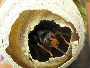 Maxinuisible (GIRAUDEAU Maxime)