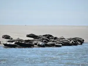 Baie des Phoques