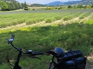 SICA des P.A.V.E Société Agricole Producteurs Volonne et L'Escale