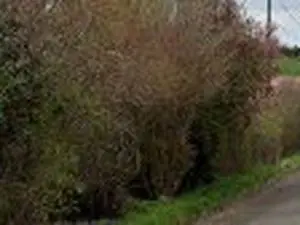 VACHER - Site des Reillades