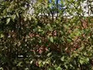 Roussillon Jean-Pierre