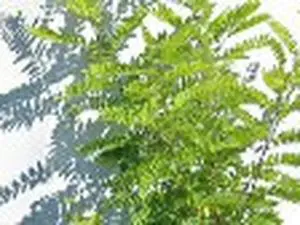 Etablissement Brousse Jérôme